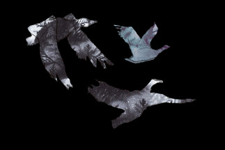 Migrations