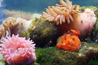 La laisse de mer et ses trésors cachés!