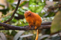 Comme en nature, au Biodôme