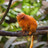 Comme en nature, au Biodôme