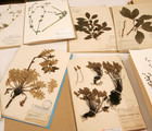Guided tours of the Marie-Victorin Herbarium and the Biodiversity Centre