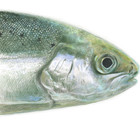 The Salmon of the Mitis River - The Exhibition