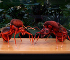 Insects' lives : Atta ants