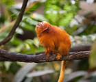 Comme en nature, au Biodôme
