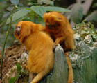 Rainforest Gardeners