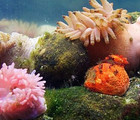 La laisse de mer et ses trésors cachés!