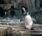 À table avec les manchots au Biodôme